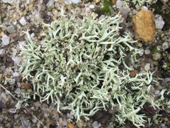 Cladonia labradorica