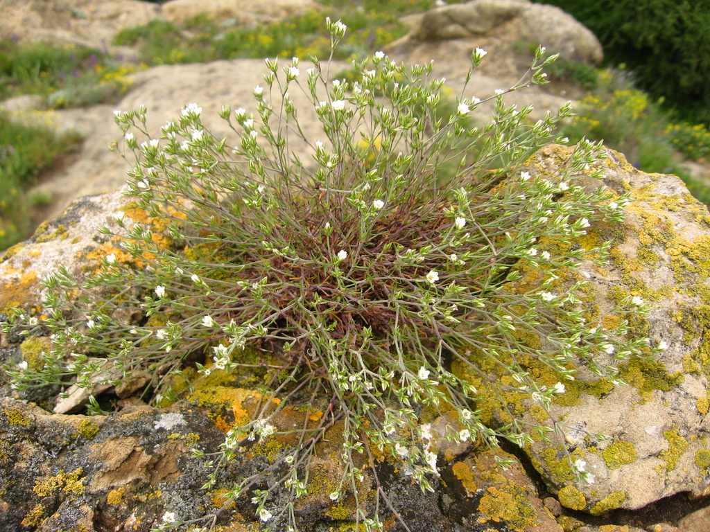 Minuartia buschiana