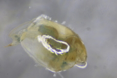 Eurycercus longirostris