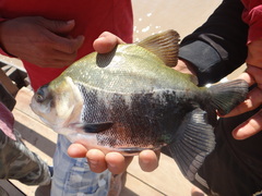 Colossoma macropomum