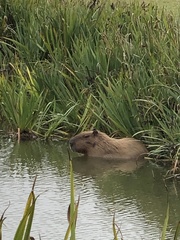 Hydrochoerus hydrochaeris