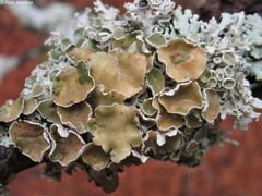 Imshaugia placorodia