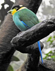 Psarisomus dalhousiae