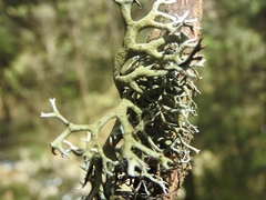 Pseudevernia