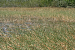 Eleocharis cellulosa