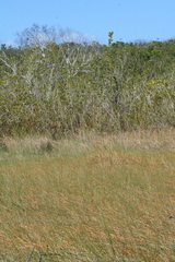 Eleocharis cellulosa