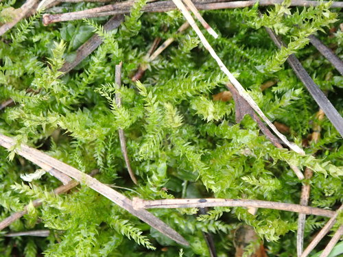 Gaubtoji aštriasnapė