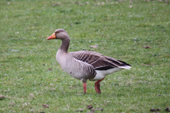 Anser anser
