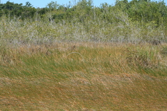 Eleocharis cellulosa