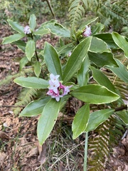 Daphne odora