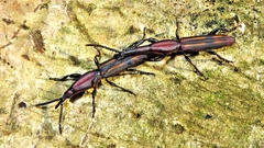 Trachelizini