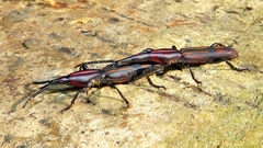 Trachelizini