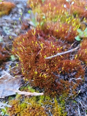 Imbribryum
