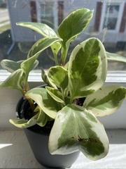 Angiospermae
