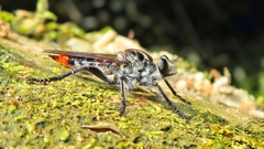 Andrenosomatini