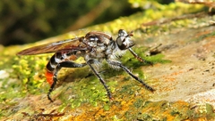 Andrenosomatini