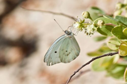 Photo of Howarth's White (Ganyra howarthi)