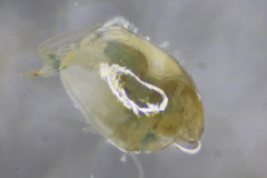 Eurycercus longirostris