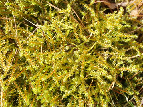 Garbanotoji kerėža