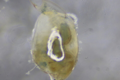 Eurycercus longirostris