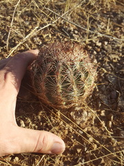 Echinomastus intertextus