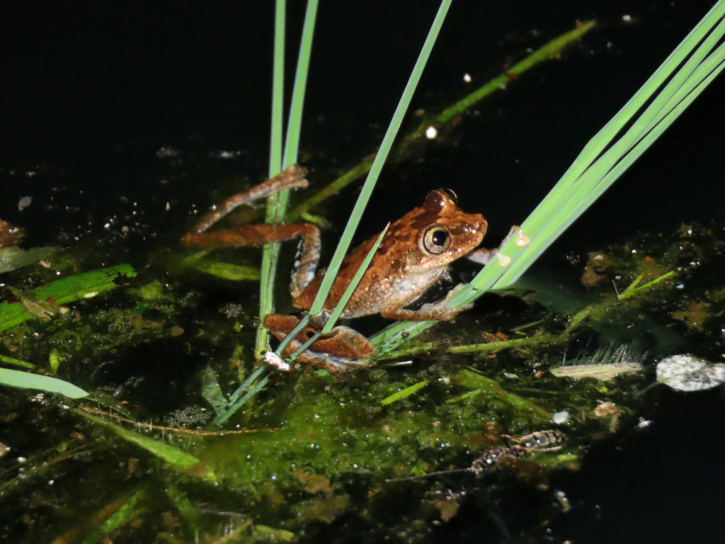 Teresopolis Snouted Treefrog