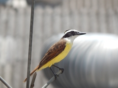 Pitangus sulphuratus