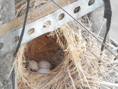 Pitangus sulphuratus