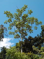 Cecropia sciadophylla