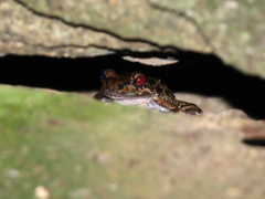 Thoropa miliaris