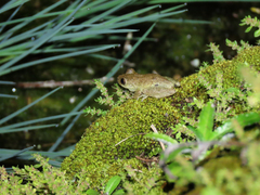 Scinax albicans