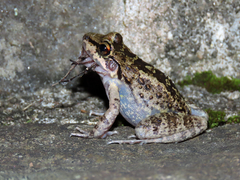 Thoropa miliaris