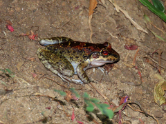 Thoropa miliaris
