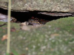 Thoropa miliaris