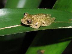 Scinax albicans