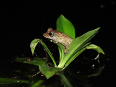 Scinax albicans