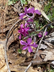 Phlox nivalis