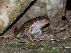 Thoropa miliaris
