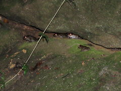 Thoropa miliaris