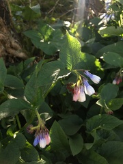 Symphytum × hidcotense