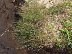 Festuca ammobia