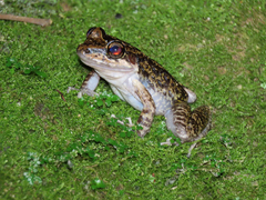 Thoropa miliaris