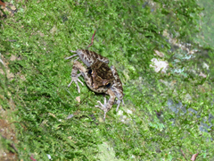 Thoropa miliaris