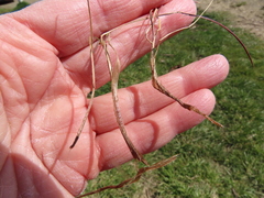 Festuca ammobia