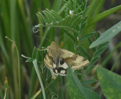 Heliothis adaucta