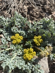 Cymopterus longipes
