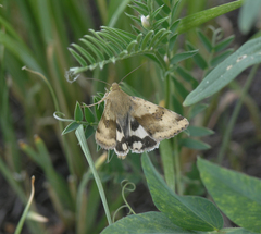 Heliothis adaucta