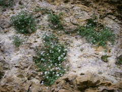 Silene hoefftiana