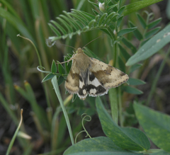 Heliothis adaucta