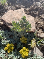 Cymopterus longipes